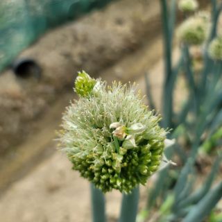 강대득님의 농사, 무엇이든 물어보세요! · 참여글 작성글 사진