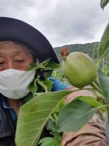 팜모닝 🍎 농부님들! '적과'하셨나요?·참여글 게시글 이미지