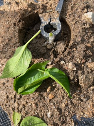 별@노래농장(정씨)님의 자유주제 · 자유게시판 작성글 사진