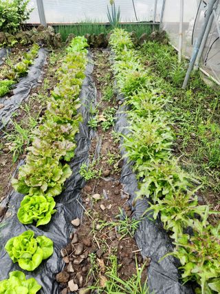 제주부자팜님의 자유주제 · 자유게시판 작성글 사진