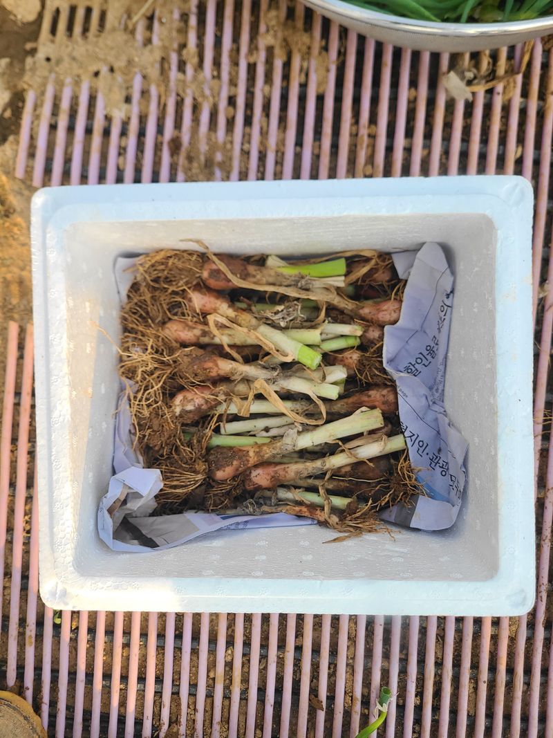 김도훈님의 장터 판매 상품 [삼동대파 주아 원뿌리 판매] 첨부 사진