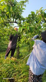 팜모닝 🍎 농부님들! '적과'하셨나요?·참여글 게시글 이미지