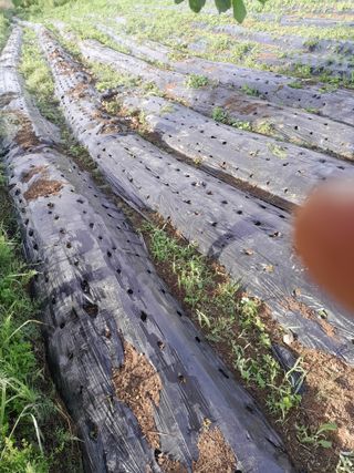 김민수산에서농사중님의 자유주제 · 자유게시판 작성글 사진