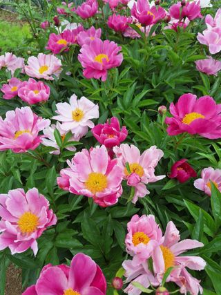 김광수님의 자유주제 · 자유게시판 작성글 사진