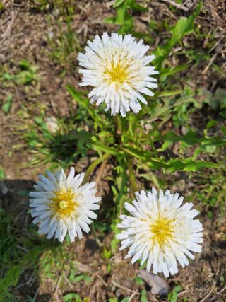 김광수님의 자유주제 · 자유게시판 작성글 사진