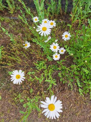 김광수님의 자유주제 · 자유게시판 작성글 사진