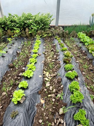 제주부자팜님의 자유주제 · 자유게시판 작성글 사진