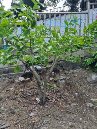 김용대님의 자유주제 · 자유게시판 작성글 사진