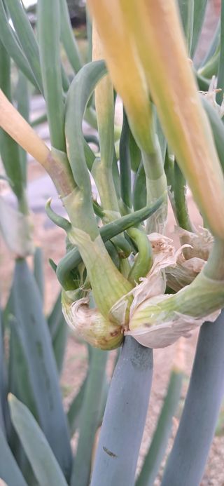 주말농장 11463님의 농사, 무엇이든 물어보세요! · 참여글 작성글 사진