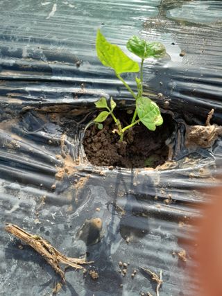 김민수산에서농사중님의 자유주제 · 자유게시판 작성글 사진