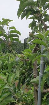 팜모닝 🍎 농부님들! '적과'하셨나요?·참여글 게시글 이미지