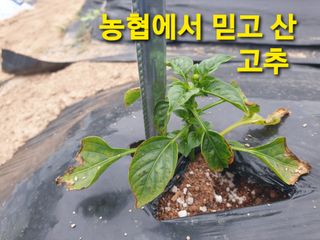 겨울연가님의 자유주제 · 자유게시판 작성글 사진