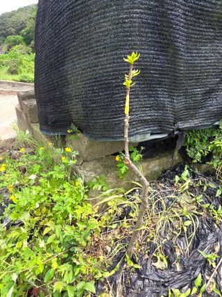 산양삼님의 자유주제 · 자유게시판 작성글 사진