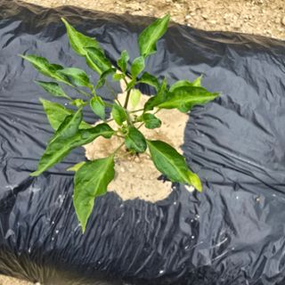 권춘화님의 농사, 무엇이든 물어보세요! · 참여글 작성글 사진