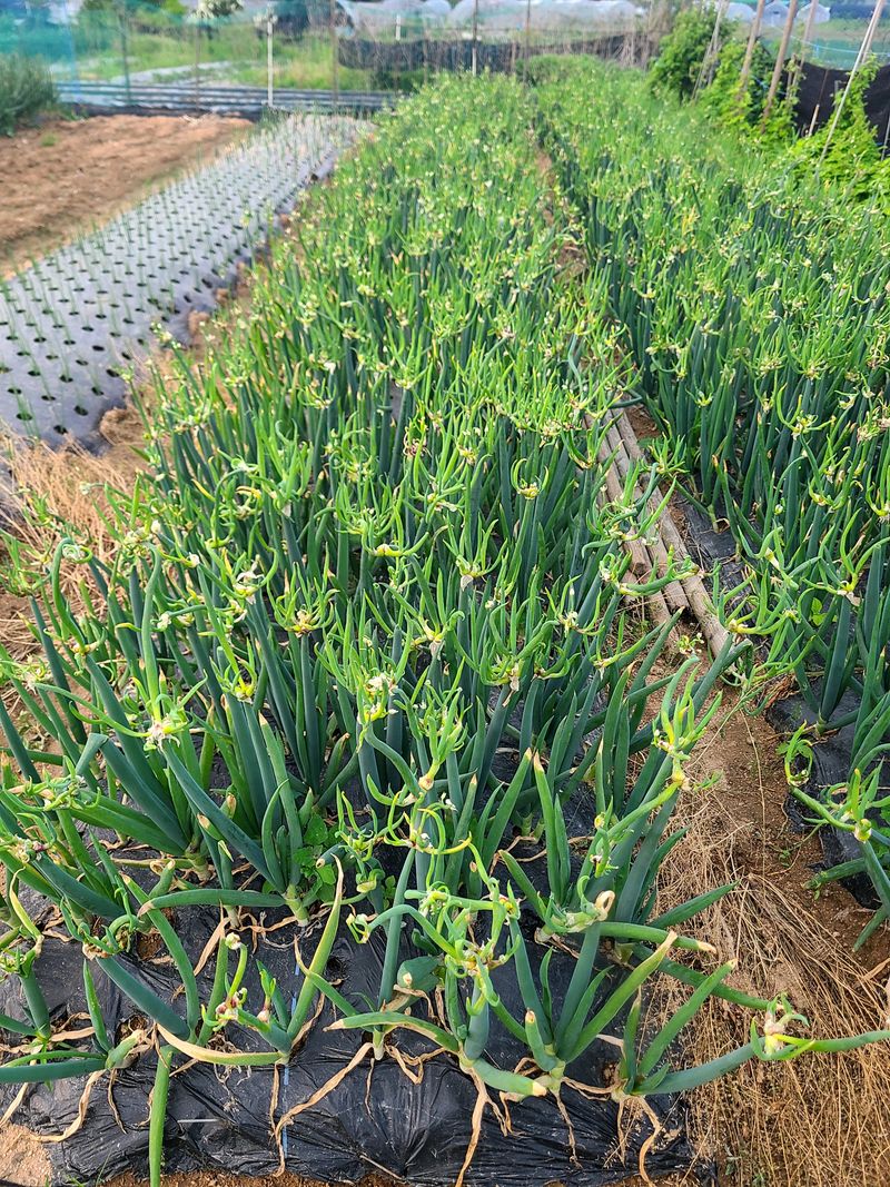 김도훈님의 장터 판매 상품 [삼동대파 주아 원뿌리 판매] 첨부 사진
