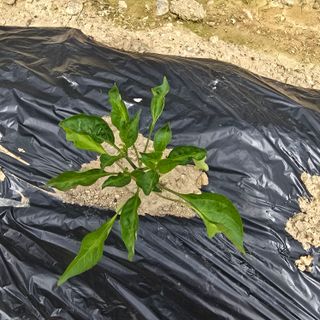 권춘화님의 농사, 무엇이든 물어보세요! · 참여글 작성글 사진