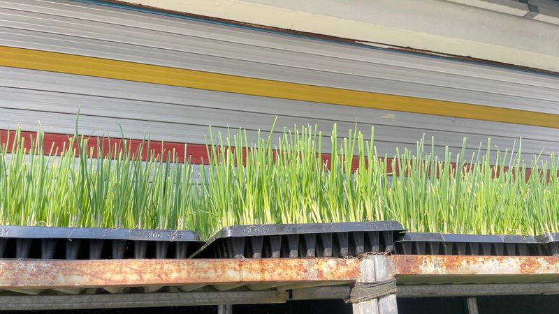 한농농약종묘사님의 장터 판매 상품 [대파모종 200구] 첨부 사진