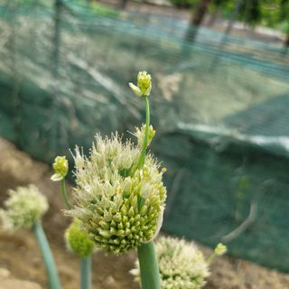 강대득님의 농사, 무엇이든 물어보세요! · 참여글 작성글 사진