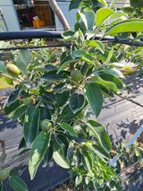 팜모닝 🍎 농부님들! '적과'하셨나요?·참여글 게시글 이미지