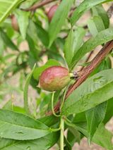 팜모닝 🍎 농부님들! '적과'하셨나요?·참여글 게시글 이미지