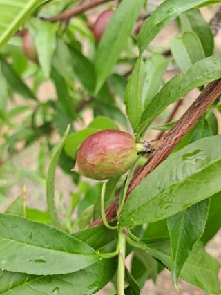 자연인님의 🍎 농부님들! '적과'하셨나요? · 참여글 작성글 사진