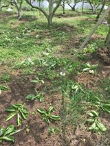 팜모닝 자유주제·자유게시판 게시글 이미지