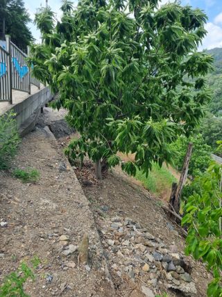 김용대님의 자유주제 · 자유게시판 작성글 사진