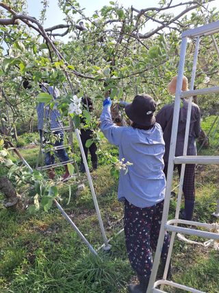 정금자님의 🍎 농부님들! '적과'하셨나요? · 참여글 작성글 사진
