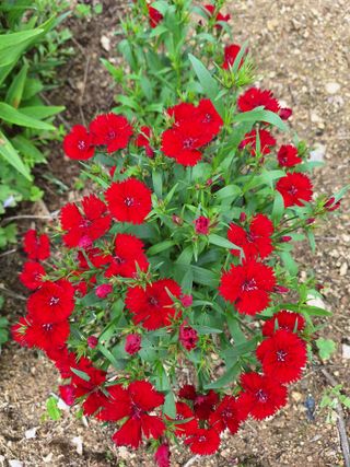 김광수님의 자유주제 · 자유게시판 작성글 사진