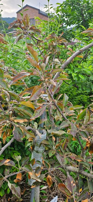 춘천(세모돌이)님의 농사, 무엇이든 물어보세요! · 참여글 작성글 사진