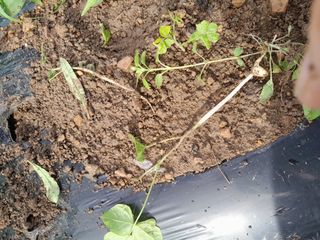 김민수산에서농사중님의 자유주제 · 자유게시판 작성글 사진