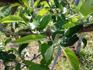 알 수 없음님의 🍎 농부님들! '적과'하셨나요? · 참여글 작성글 사진