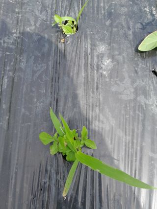 김민수산에서농사중님의 자유주제 · 자유게시판 작성글 사진