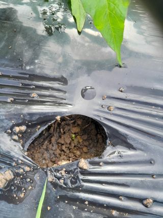 김민수산에서농사중님의 자유주제 · 자유게시판 작성글 사진