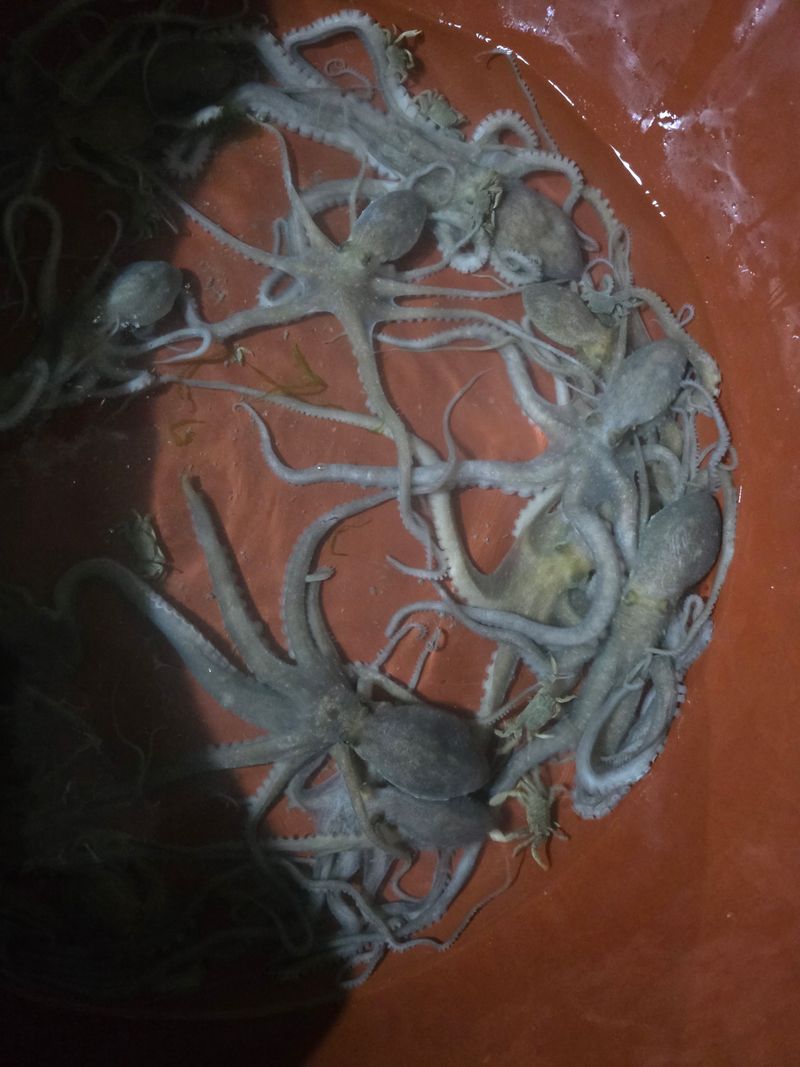 장터 상품 [무안 뻘낙지 한접 소중대 섞어서20마리] 썸네일