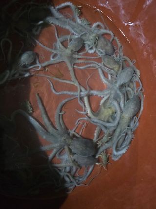 무안정농장님의 작성글 사진