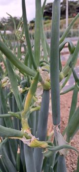 팜모닝 농사, 무엇이든 물어보세요!·참여글 게시글 이미지