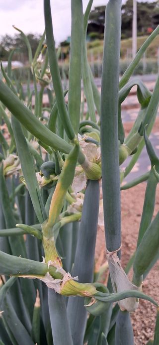 주말농장 11463님의 농사, 무엇이든 물어보세요! · 참여글 작성글 사진