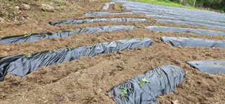 임 촌장.님의 자유주제 · 자유게시판 작성글 사진