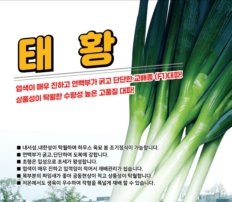 장터 상품 [태황 외대파 종자 400g] 썸네일