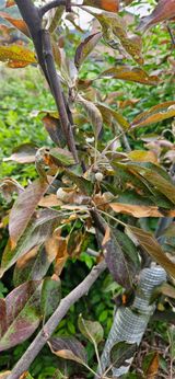 팜모닝 농사, 무엇이든 물어보세요!·참여글 게시글 이미지