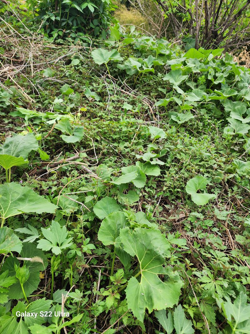 장터 상품 [머위] 썸네일