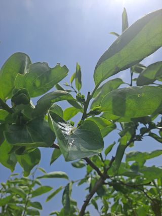 농촌사랑님의 자유주제 · 자유게시판 작성글 사진