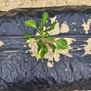 권춘화님의 농사, 무엇이든 물어보세요! · 참여글 작성글 사진