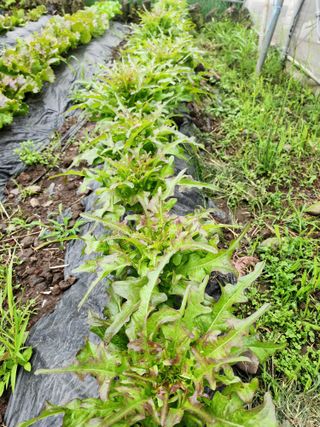 제주부자팜님의 자유주제 · 자유게시판 작성글 사진