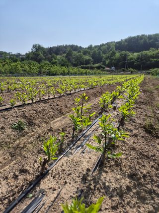우리농원님의 자유주제 · 자유게시판 작성글 사진