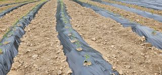 임 촌장.님의 자유주제 · 자유게시판 작성글 사진