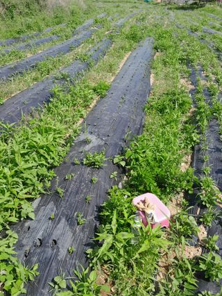 김민수산에서농사중님의 자유주제 · 자유게시판 작성글 사진