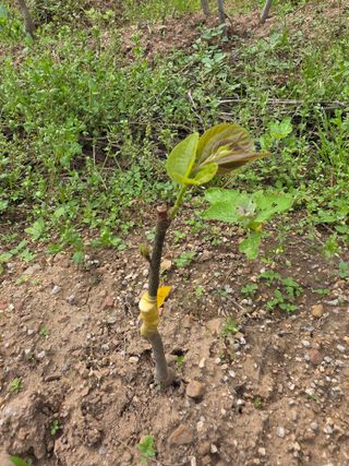 산양삼님의 자유주제 · 자유게시판 작성글 사진