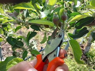 알 수 없음님의 🍎 농부님들! '적과'하셨나요? · 참여글 작성글 사진